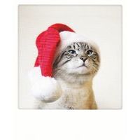 Carte Noël Pickmotion de @Poonchic - Christmas cat - 10.5x13 cm